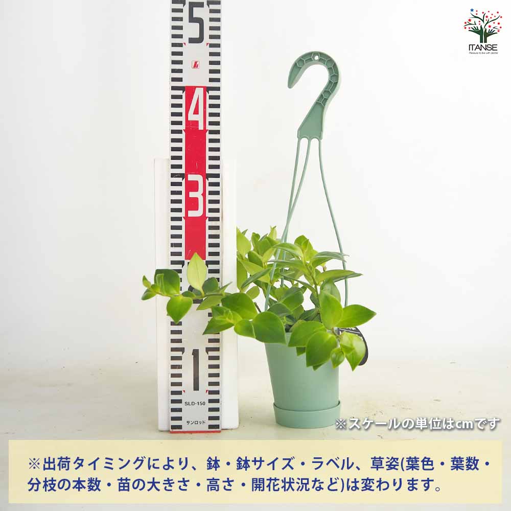 エスキナンサス モナリザ 吊り 【観葉植物 3.5号】｜ 【植物の