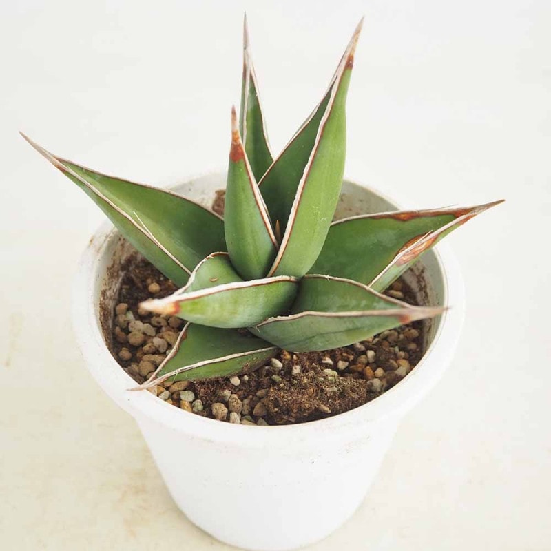 サンスベリア サムライドワーフ 【観葉植物 3号鉢】｜ 【植物の