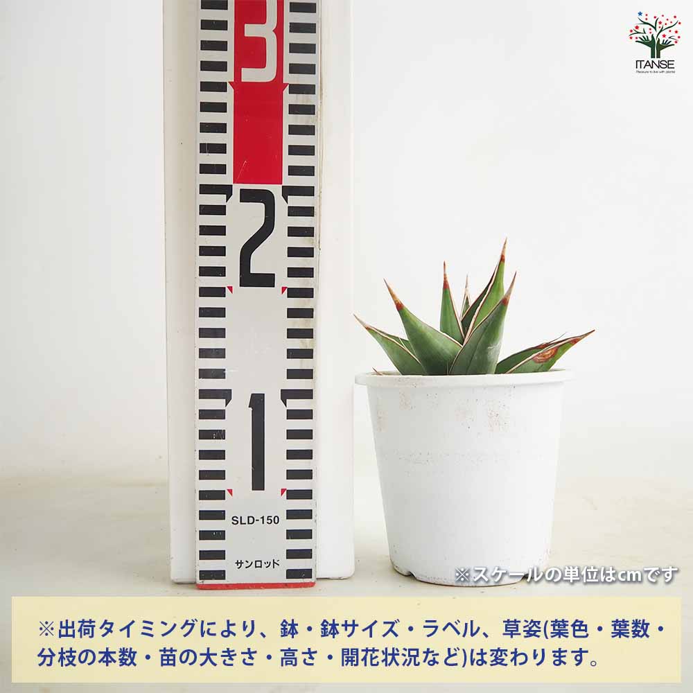 サンスベリア ピングイキュラ 【観葉植物 4号】｜ 【植物の