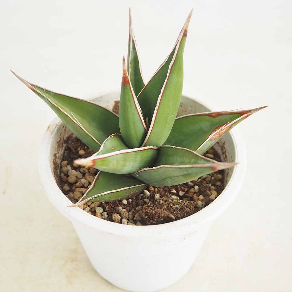 サンスベリア ピングイキュラ 【観葉植物 4号】｜ 【植物の