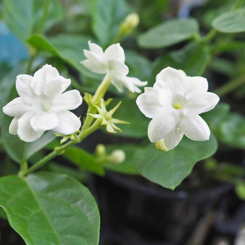 観葉植物 ユッカ(青年の木)【観葉植物 7号プラスチック鉢／1個売り