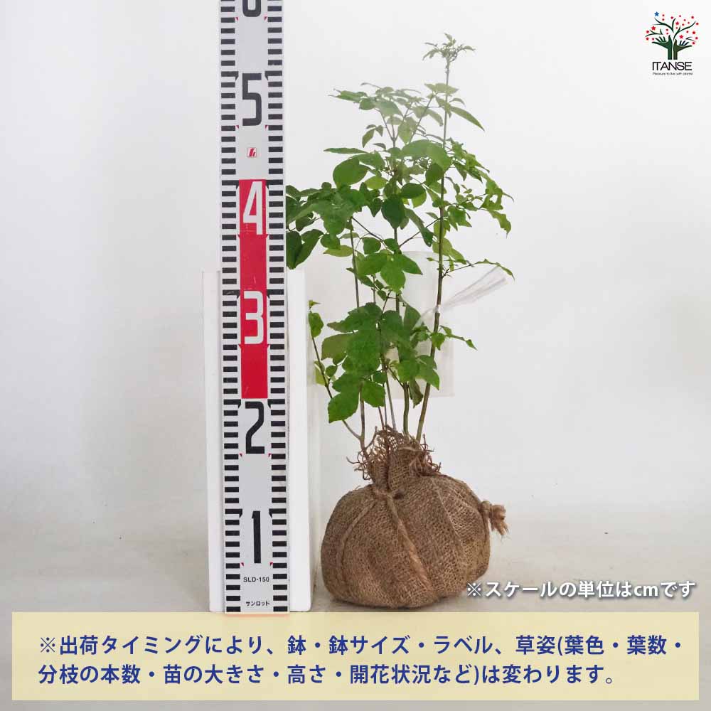 ◆アオダモ◆株立◆落葉樹◆根巻き◆ アオダモ 根巻き 【庭木 ／1個売り】｜ 【植物のITANSE】全品