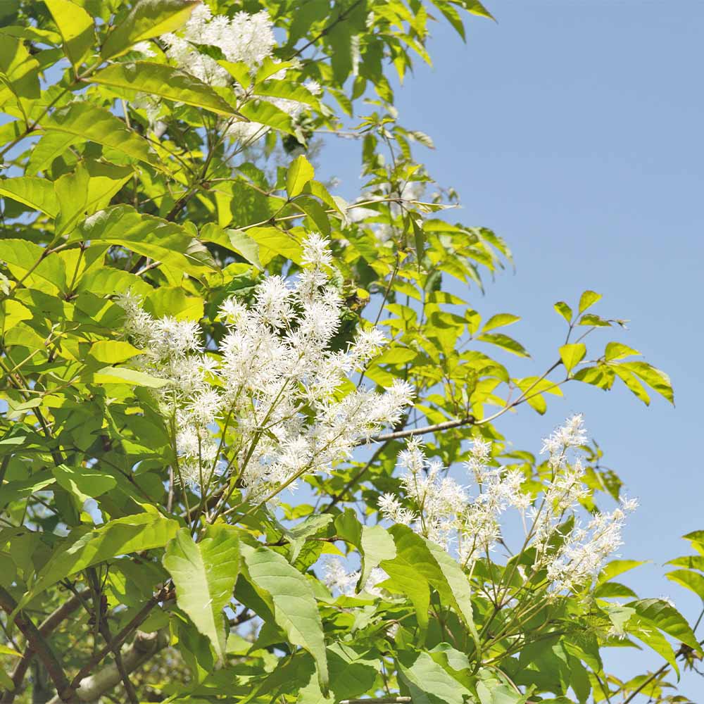 アオダモ 根巻き 【庭木 ／1個売り】｜ 【植物のITANSE】全品