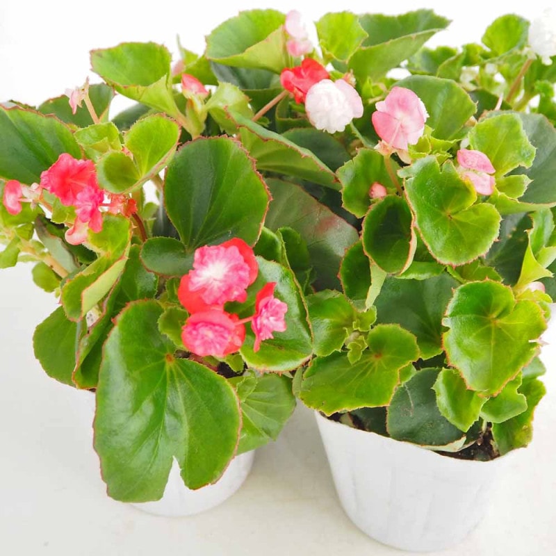モミジ(カエデ)の苗木 珊瑚閣 【花木苗 5号／1個売り】｜ 【植物の