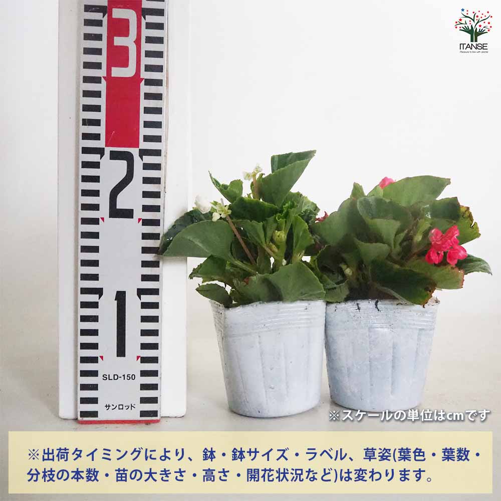ベゴニア 八重咲ベゴニア パソダブル色見計らい 【花苗 3.5号