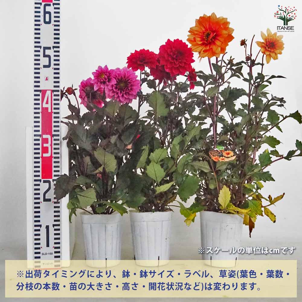 ダリア ラベラ品種見計らい 【花苗 3.5号】｜ 【植物のITANSE