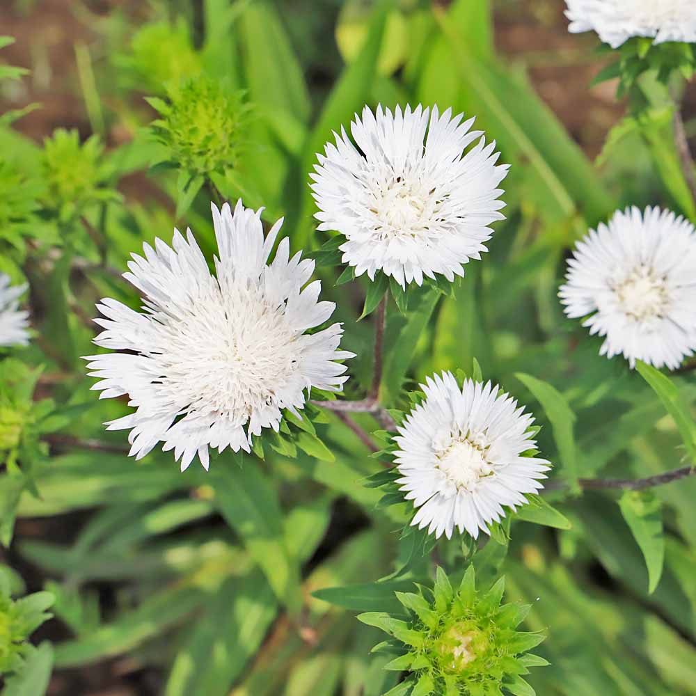 ストケシア 白花 【花苗 3.5号】