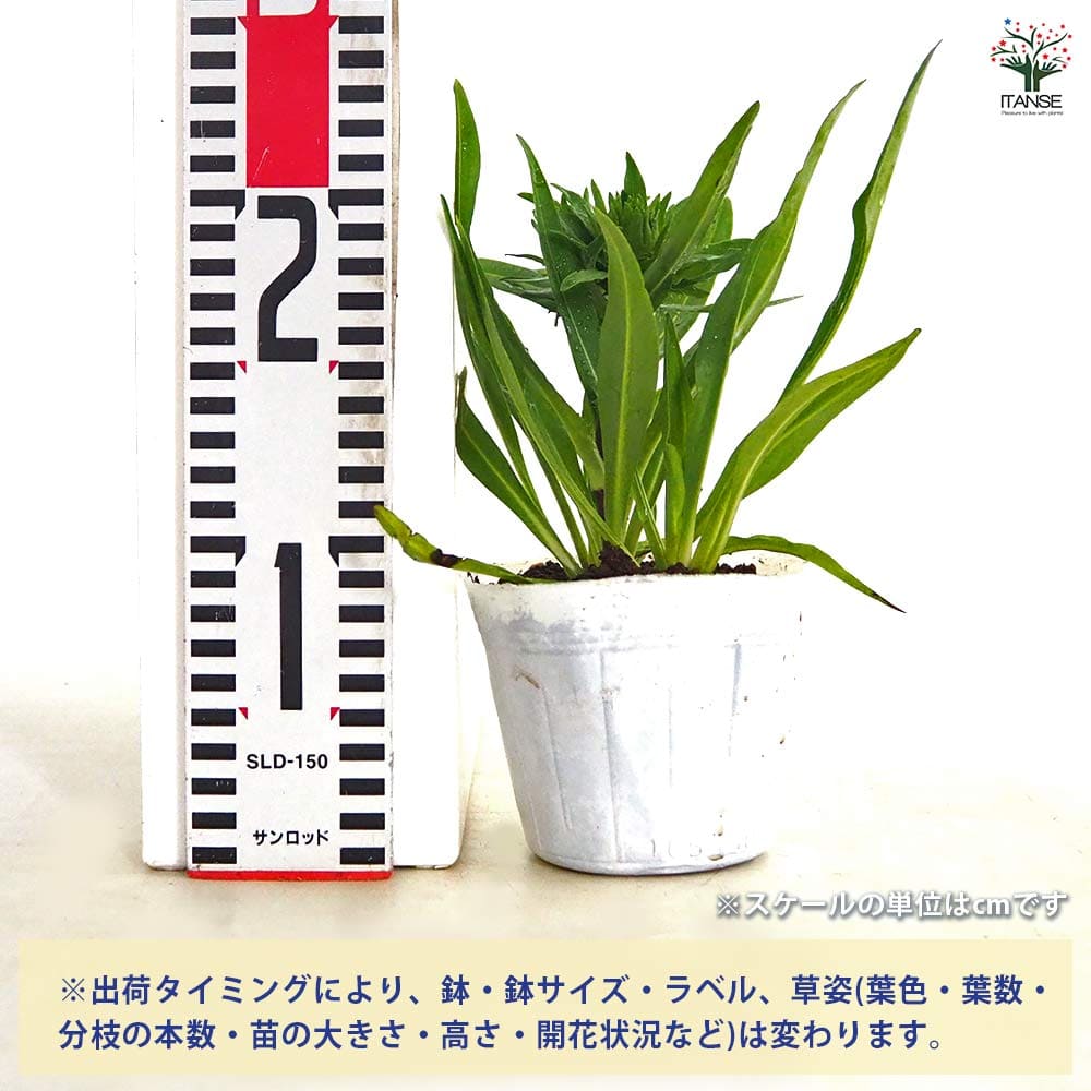 紫の花 苗 ストケシア？ ストケシア 紫花 【花苗 3.5号】｜ 【植物のITANSE】全品送料