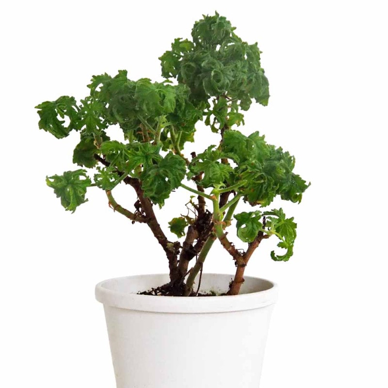 エケベリア ロメオルビン 【多肉植物 2.5号】｜ 【植物のITANSE
