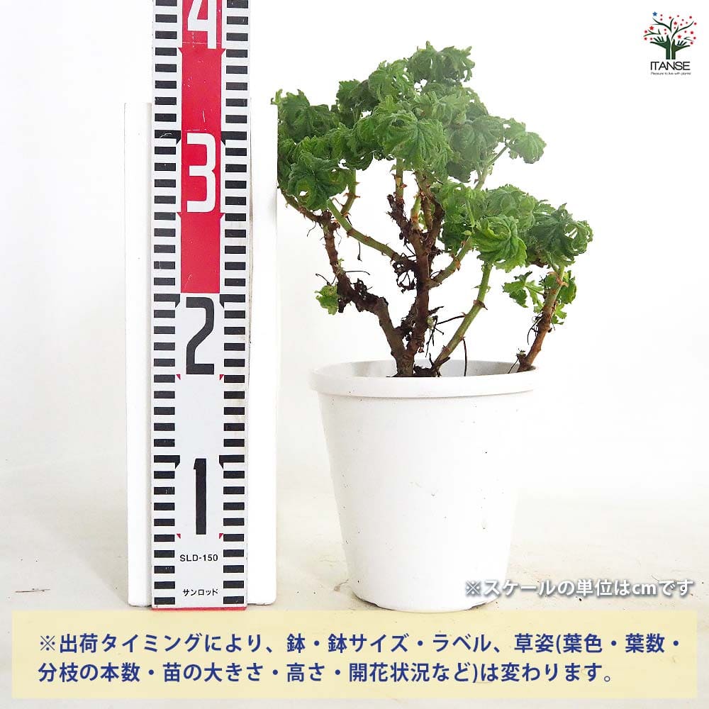 ゼラニウム ボントローサイ 【花苗 5号／1個売り】｜ 【植物の