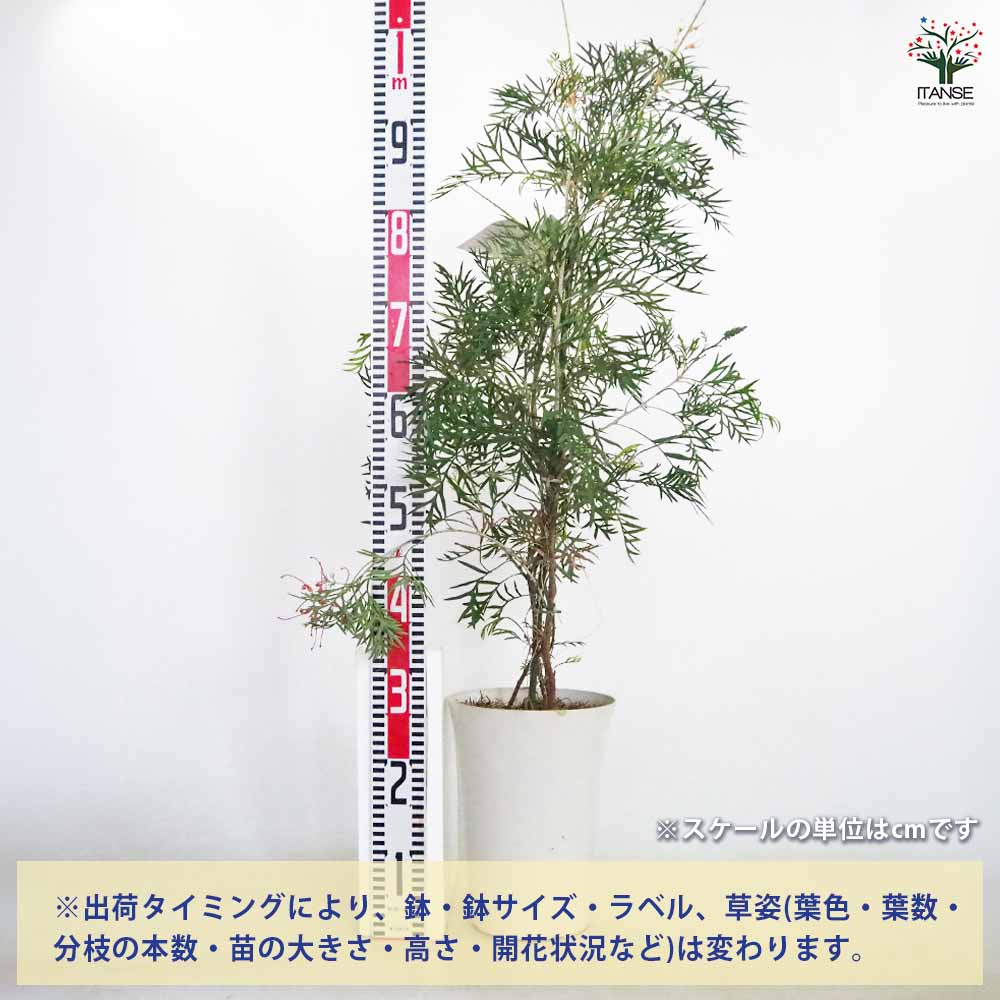 グレビレア ココナッツアイス 【花木苗 7号／1個売り】｜ 【植物の