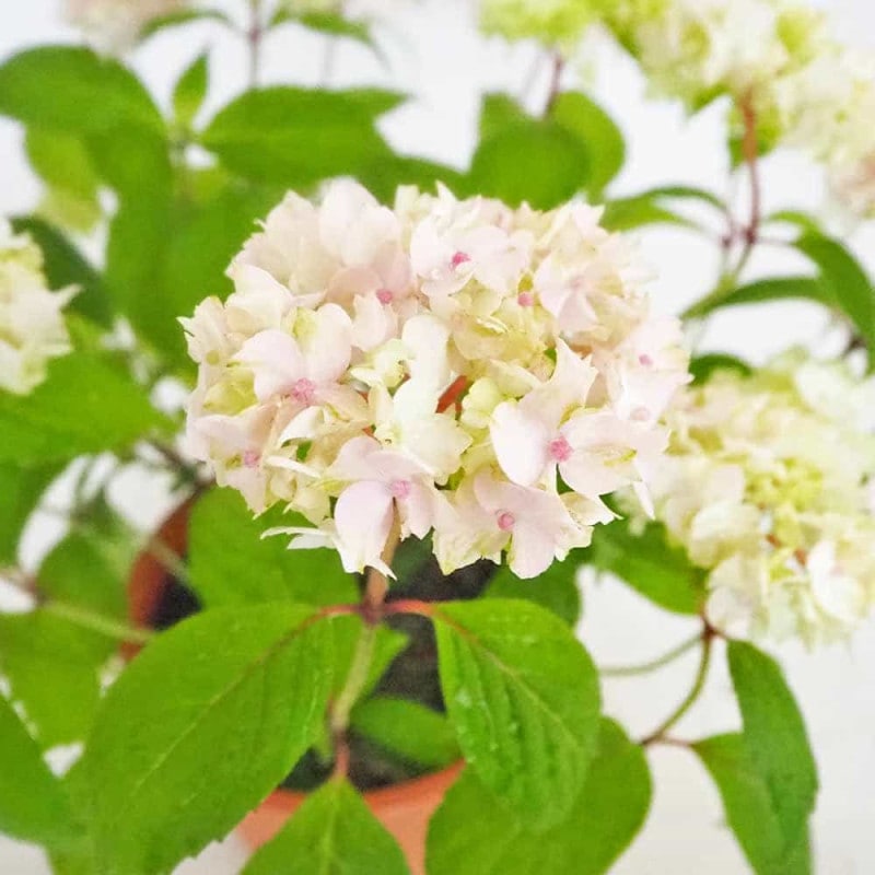 アジサイ てまりてまり 【花木苗 3号】| 【植物のITANSE】全品 アジサイ てまりてまり 【花木苗 3号】| 【植物のITANSE】全品