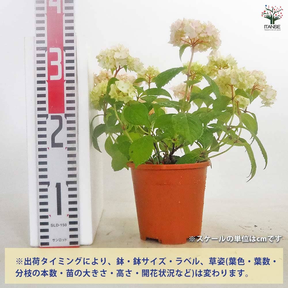 山アジサイ 伊予獅子てまり 【花木苗 4号／1個売り】｜ 【植物の