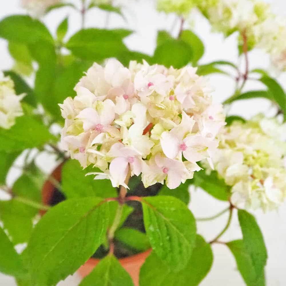 山アジサイ 伊予獅子てまり 【花木苗 4号／1個売り】