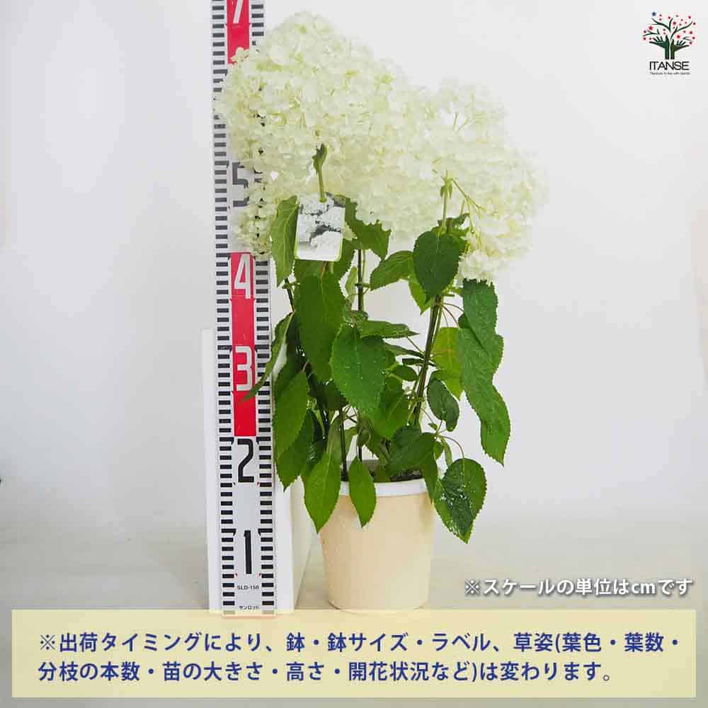 アジサイ アナベル ルミナ 【花木苗 5号／1個売り】｜ 【植物の
