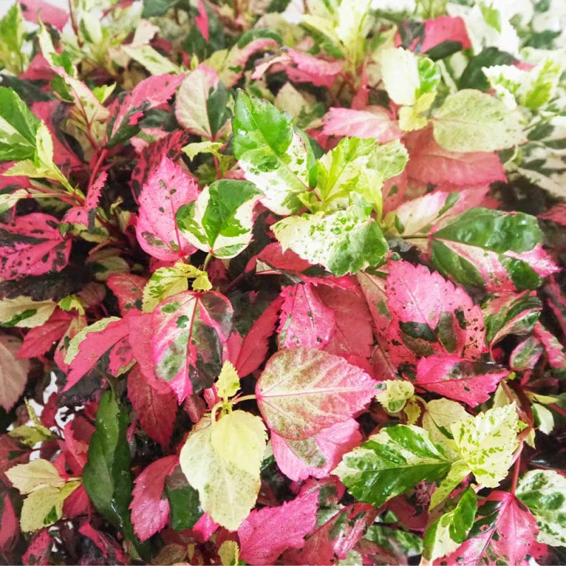 アエオニウム リバーストーン 【多肉植物 3号】｜ 【植物の