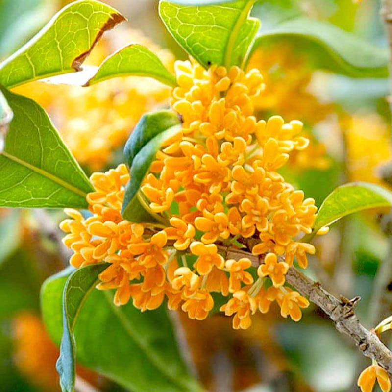 金木犀(キンモクセイ) 【庭木 6号／1個売り】｜ 【植物のITANSE