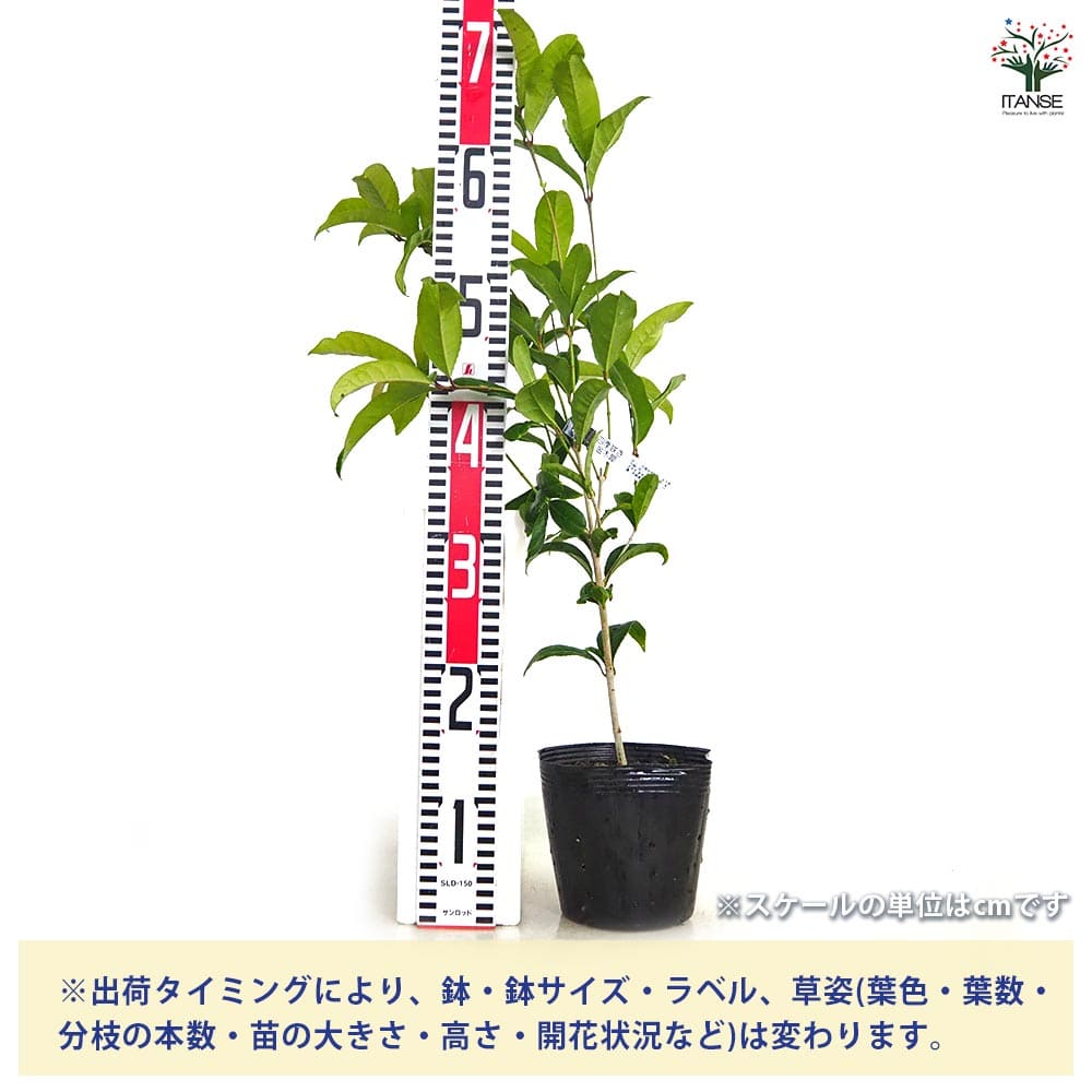 キンモクセイ 四季咲金木犀 【花木苗 5号／1個売り】｜ 【植物の