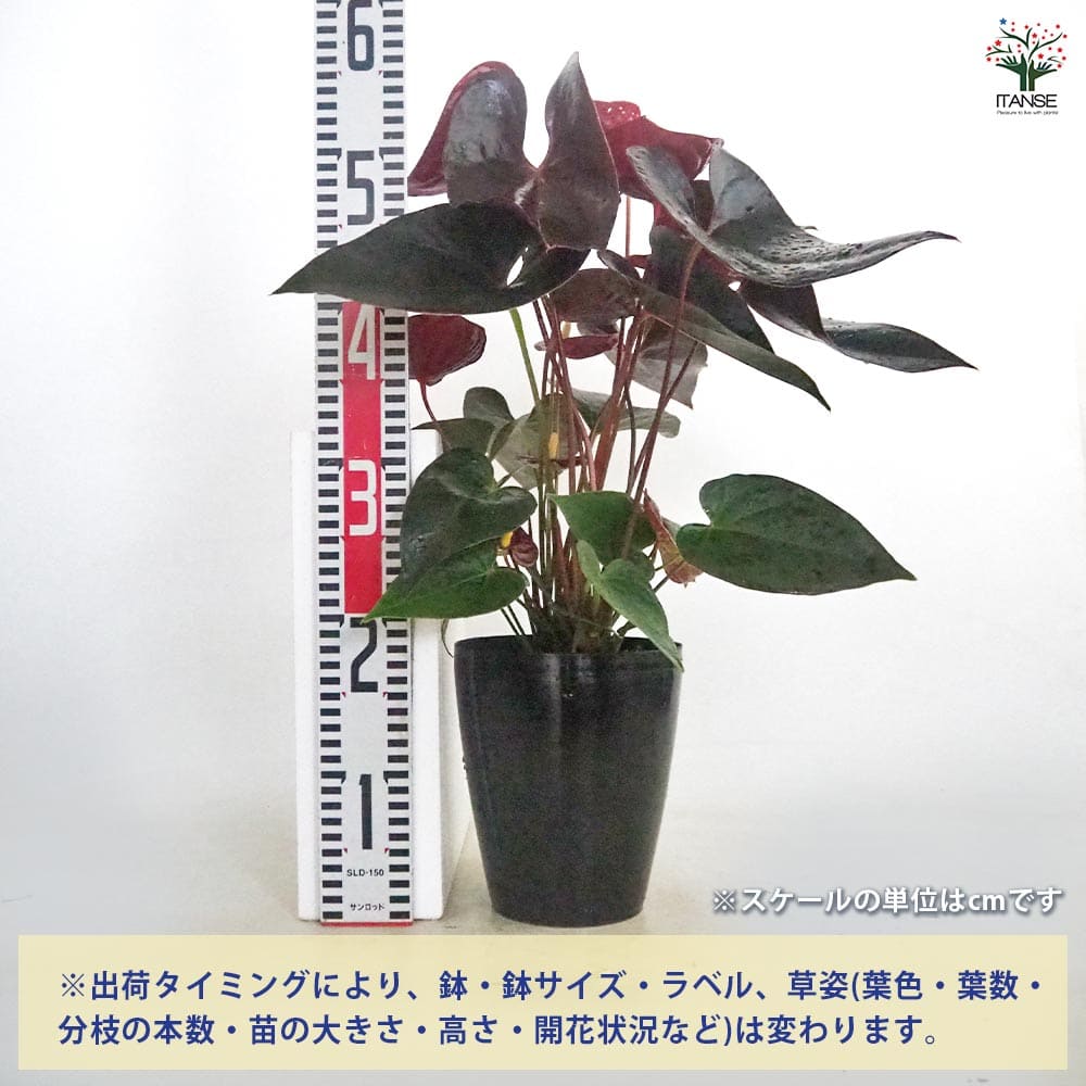 アンスリウム デリカータ 【観葉植物 5号／1個売り】｜ 【植物の