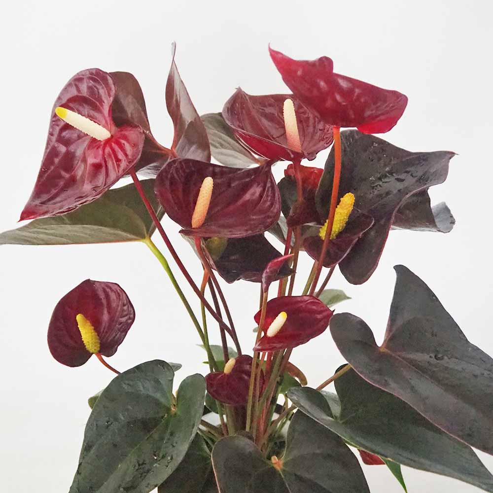 アンスリウム デリカータ 【観葉植物 5号／1個売り】｜ 【植物の
