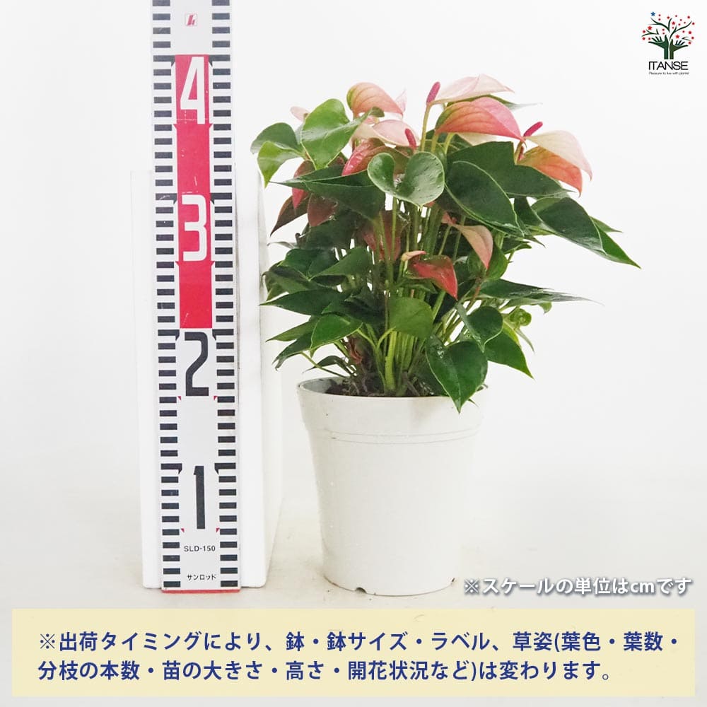 アンスリウム マタタ 【観葉植物 5号／1個売り】｜ 【植物の