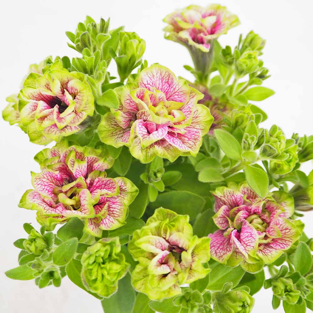 ペチュニア 凛花子 【花苗 3.5号】