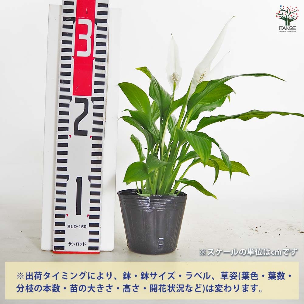 スパティフィラム トレリー 【観葉植物 3号】｜ 【植物のITANSE