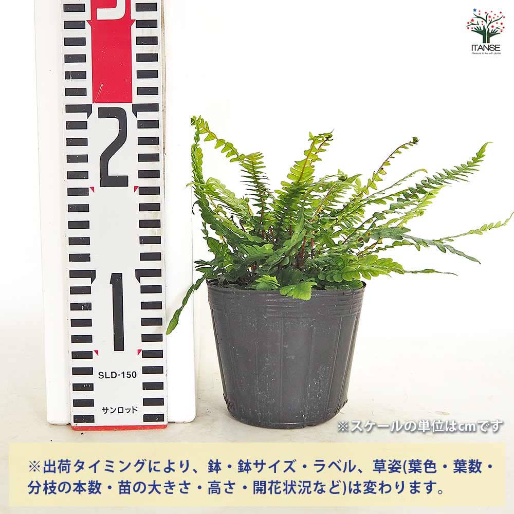 ドゥーディア メディア 【観葉植物 3号／1個売り】｜ 【植物の