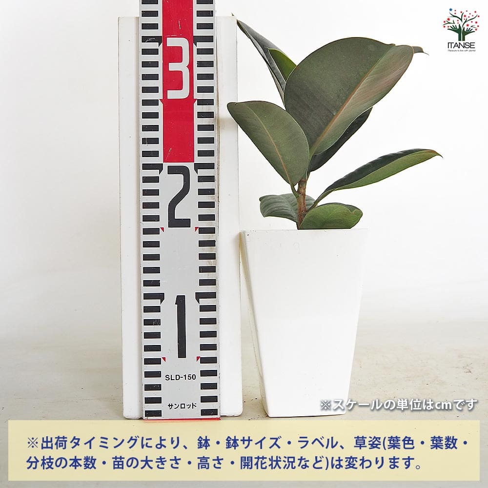 フィカス ソフィア 【観葉植物 3号／1個売り】｜ 【植物のITANSE