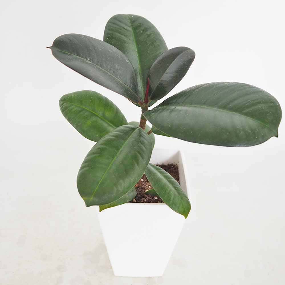 フィカス ソフィア 【観葉植物 3号／1個売り】｜ 【植物のITANSE