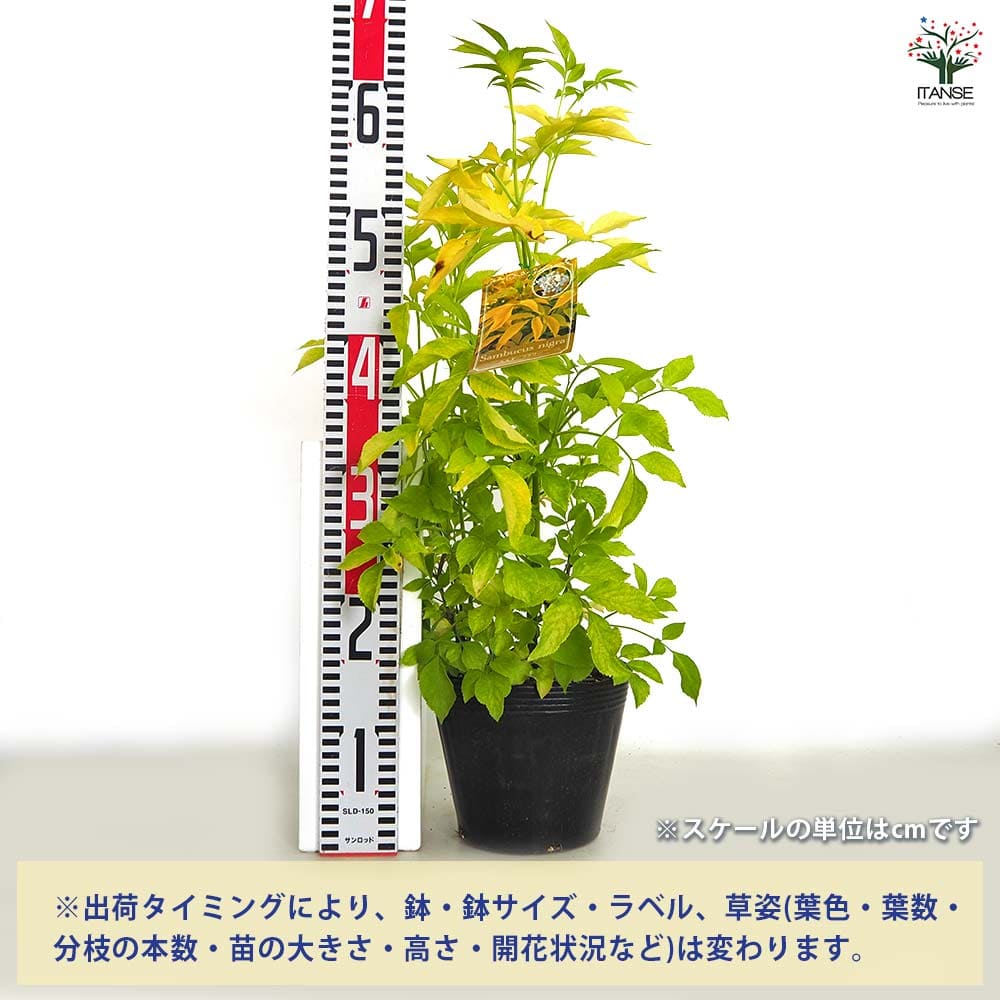 エルダーベリー 黄金葉 【ハーブの苗 5号／1個売り】｜ 【植物の