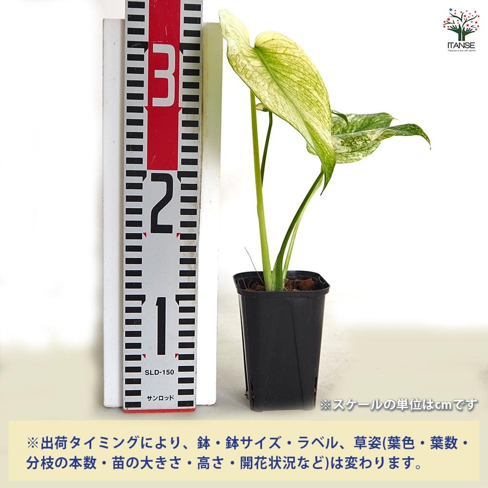 モンステラ ホワイトモンスター 【観葉植物 3号／1個売り】｜ 【植物の
