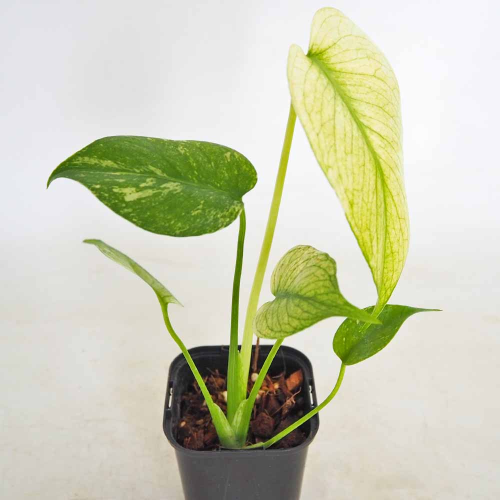 モンステラ ホワイトモンスター 【観葉植物 3号／1個売り】｜ 【植物の