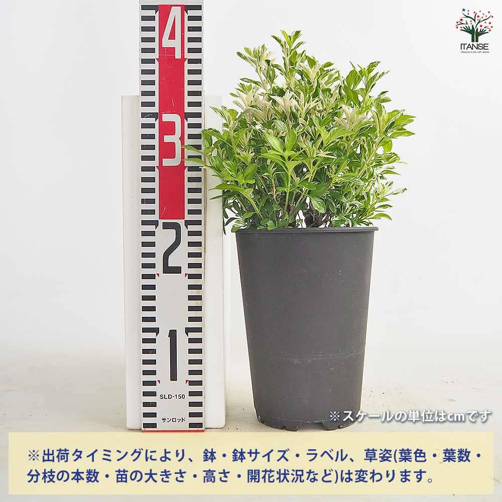 ハクチョウゲ ホワイトセンセーション 【花木苗 4号／1個売り