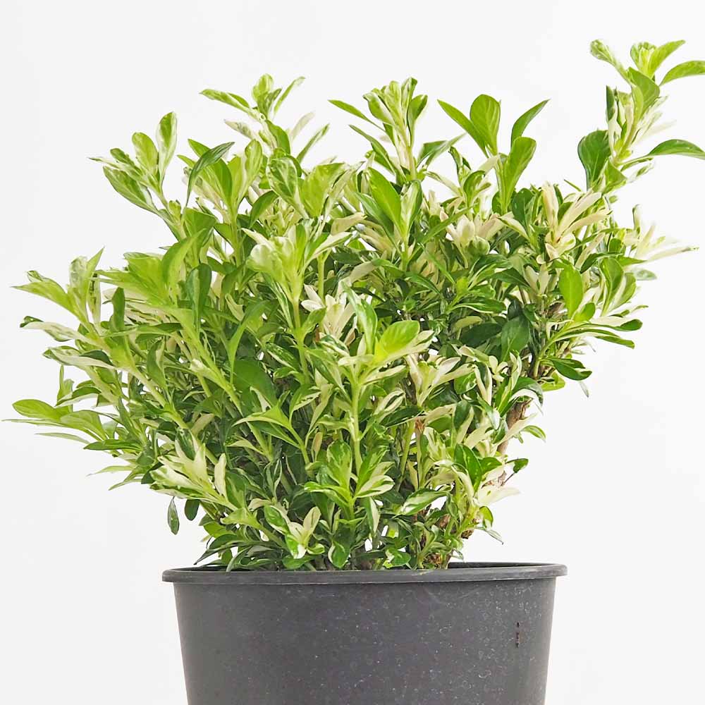 ハクチョウゲ ホワイトセンセーション 【花木苗 4号／1個売り】