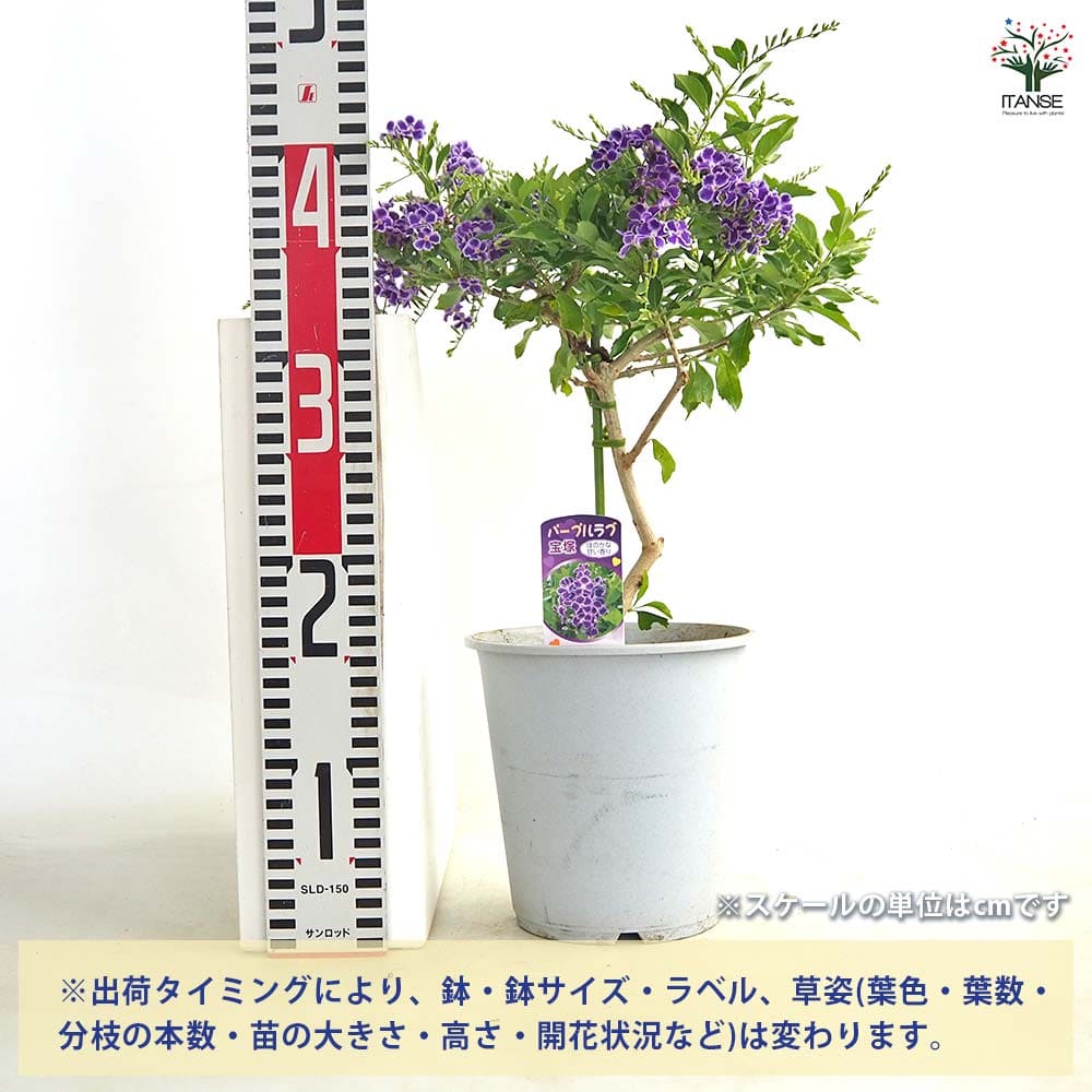 デュランタ宝塚 【花木苗 4号／1個売り】｜ 【植物のITANSE