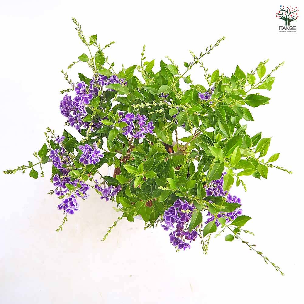 デュランタ宝塚 【花木苗 4号／1個売り】｜ 【植物のITANSE