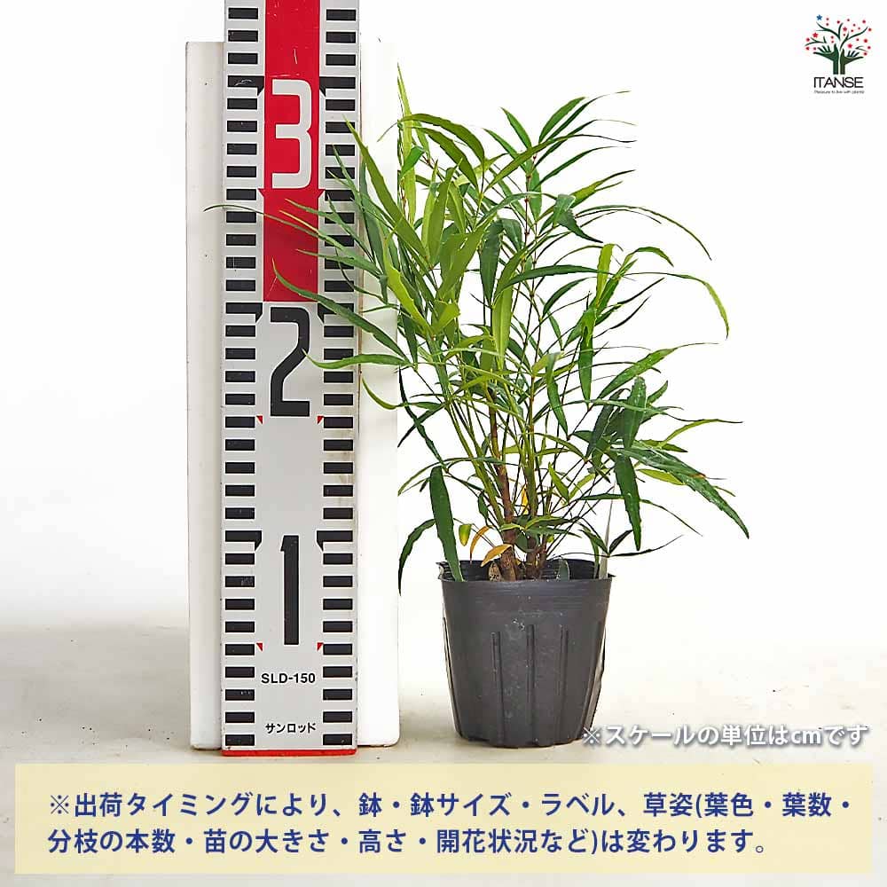 マホニア コンフーサ 【花木苗 3号】｜ 【植物のITANSE】全品