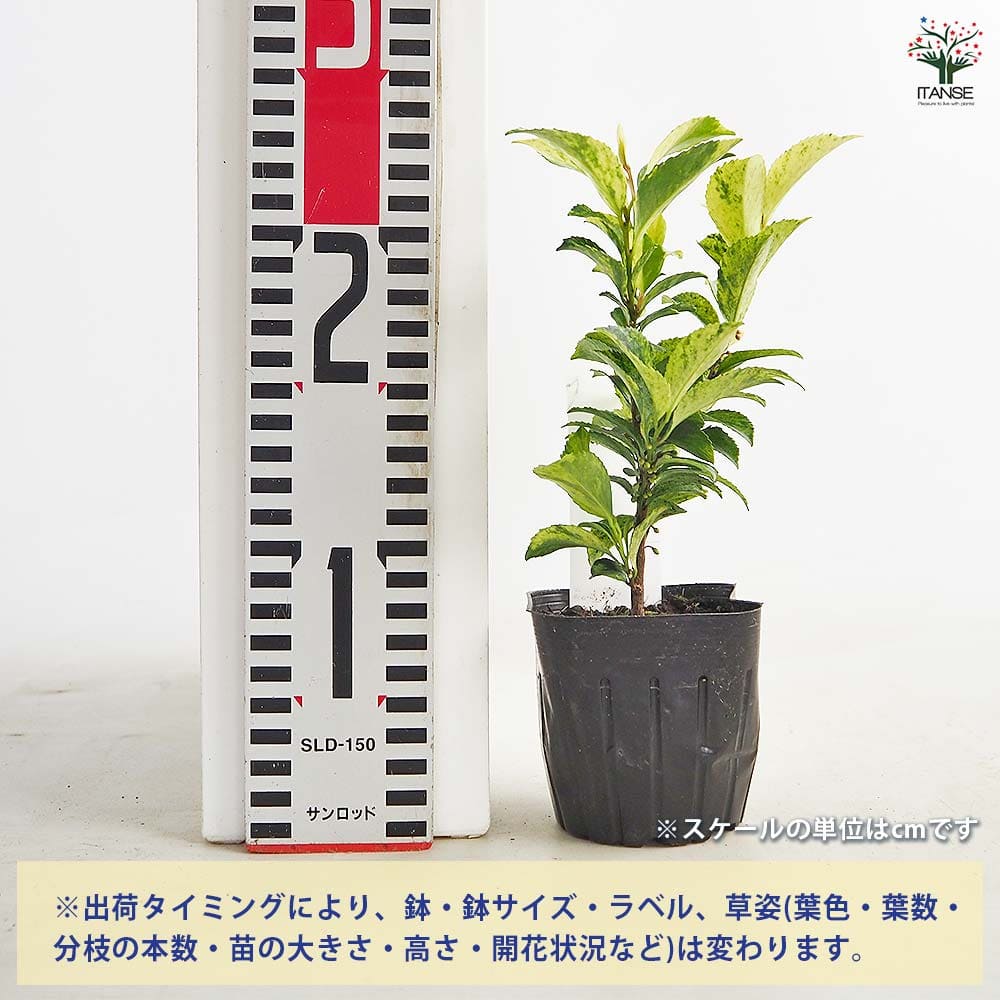 ヒサカキ イエローモトル 【花木苗 3号】｜ 【植物のITANSE