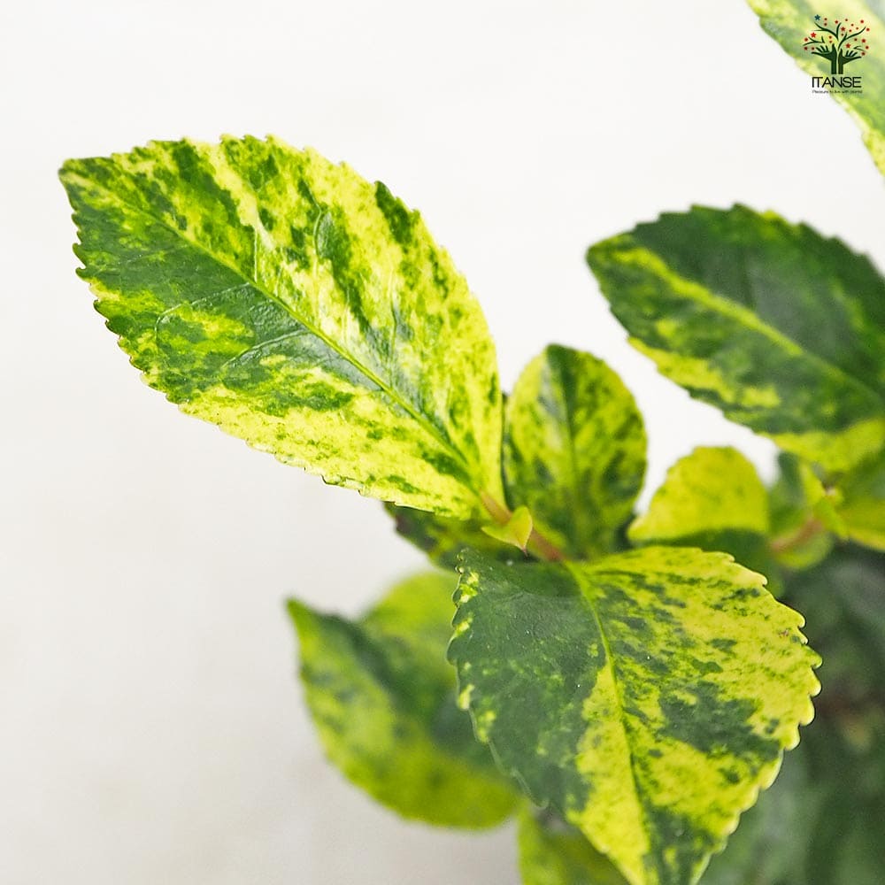 ヒサカキ イエローモトル 【花木苗 3号】｜ 【植物のITANSE