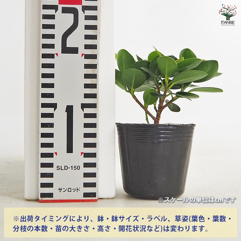 ［観葉植物］パンダガジュマル ガジュマル パンダガジュマル 【観葉植物 3号】｜ 【植物の