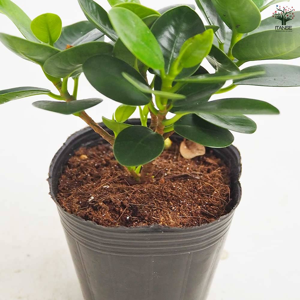 パンダガジュマル ガジュマル パンダガジュマル 【観葉植物 3号】｜ 【植物の