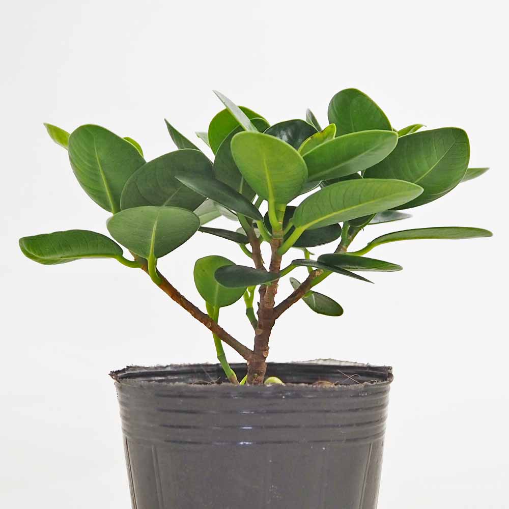 ガジュマル パンダガジュマル 【観葉植物 3号】｜ 【植物の