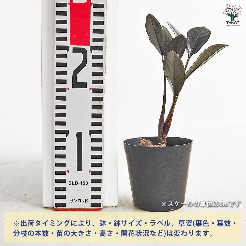 ザミオクルカス レイブン 【観葉植物 3号／1個売り】｜ 【植物の