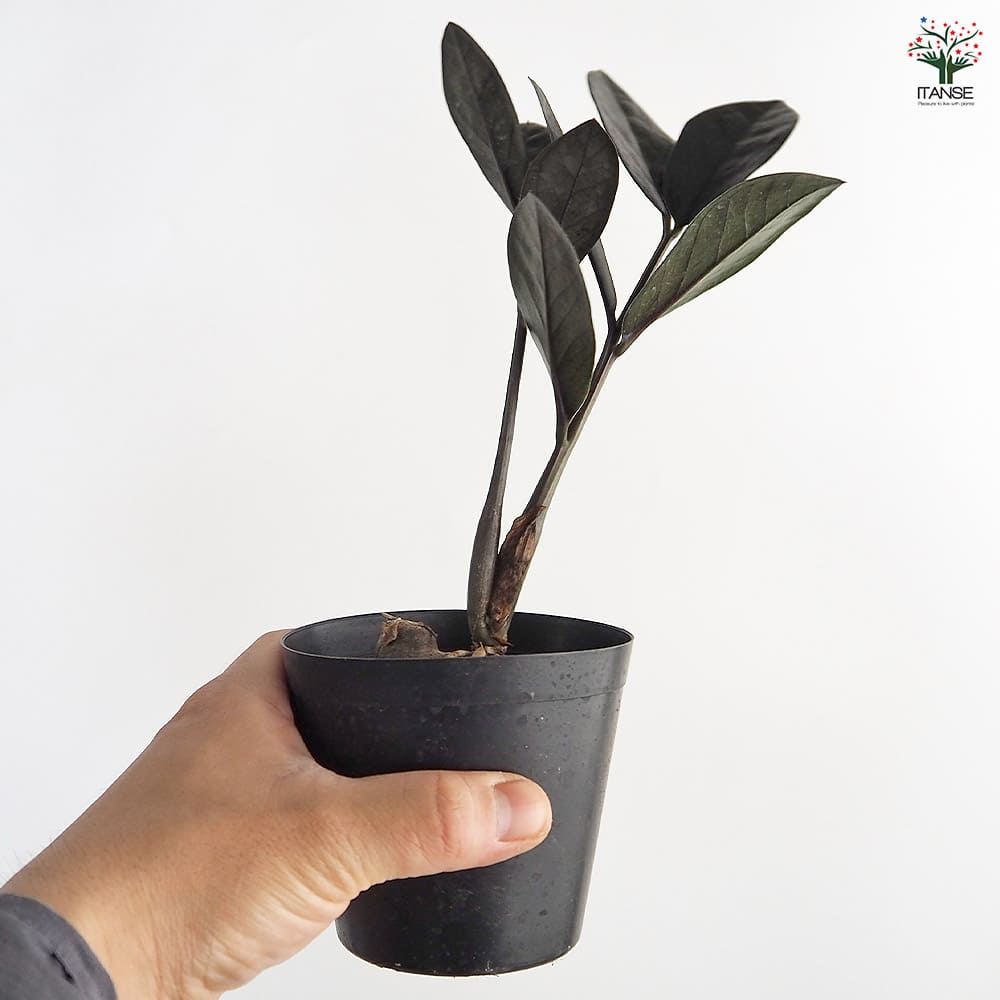 ザミオクルカス レイブン 【観葉植物 3号／1個売り】｜ 【植物の