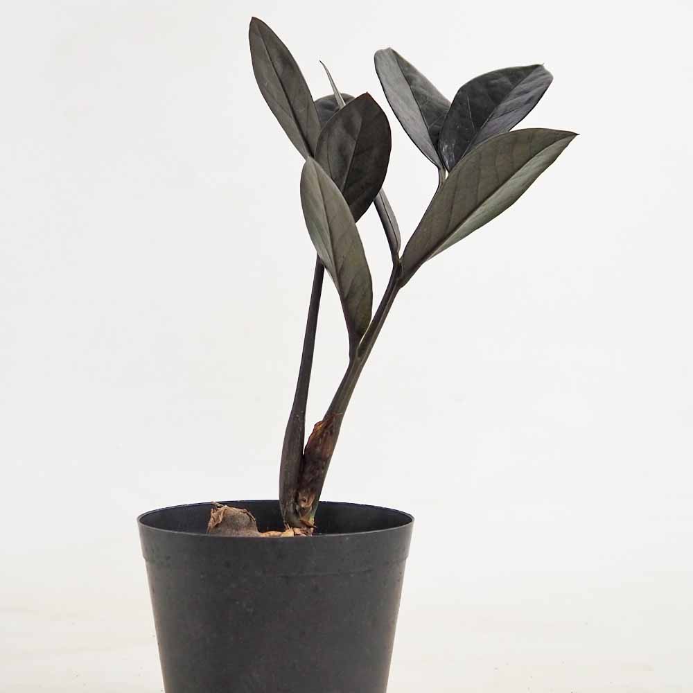 ザミオクルカス レイブン 【観葉植物 3号／1個売り】｜ 【植物の