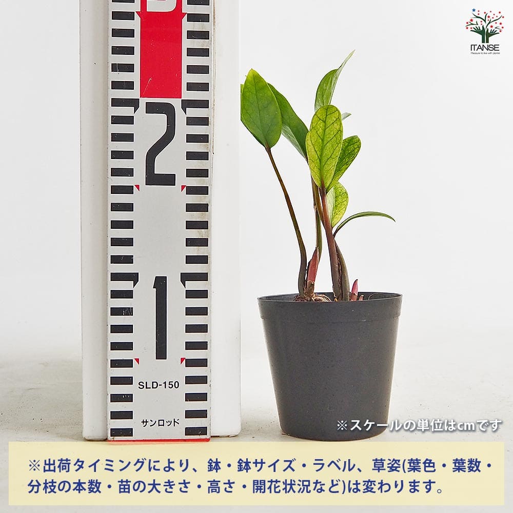 ザミオクルカス ザミーフォリア ゴールド 【観葉植物 3号／1個売り