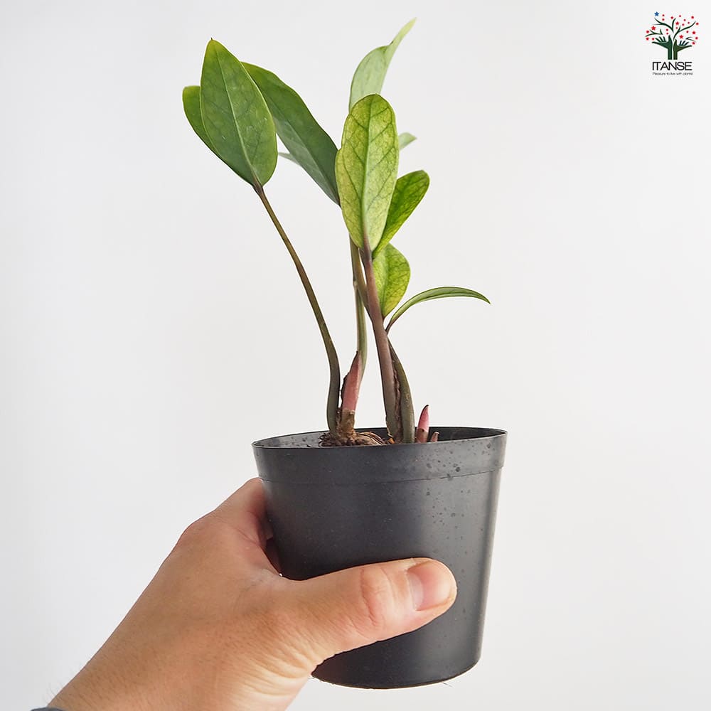 ザミオクルカス ザミーフォリア ゴールド 【観葉植物 3号／1個売り