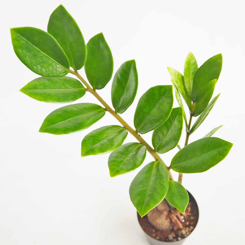 観葉植物｜【植物のITANSE】全品送料無料・即出荷!