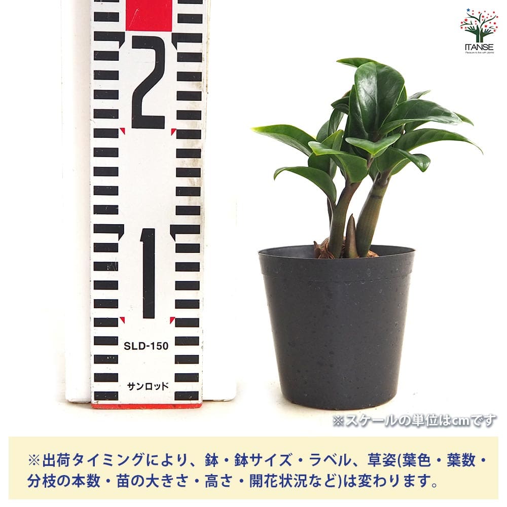 追加商品画像